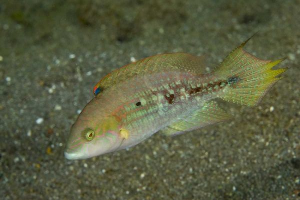 Indonesia, Sulawesi Island Parrotfish swimming